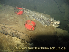 Abtauchen Hemmoor 2007