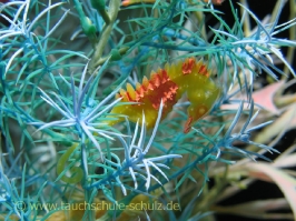 Eindrücke vom Indoor Tauchzentrum Monte Mare