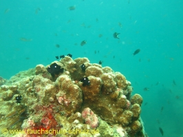 Thailand 02.03.2013 Hausreef Dive 3 TG 