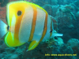 www.phuketsunshinevilla.com